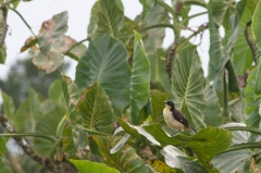 Black-capped donacobius