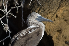 Blue-footed Booby