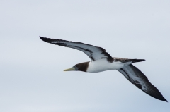 Brown  Footed Booby