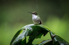 Booted Rackettail (male)