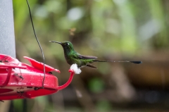 Booted Rackettail (male)