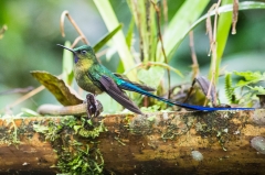 Violet-tailed Slyph