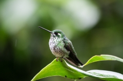 Booted Rackettail (female)