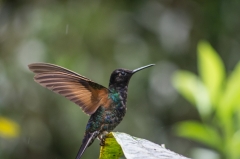 Velvet-purple Coronet