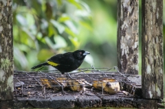 Lemon-rumped tanager