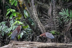 Rufescent Tiger-heron