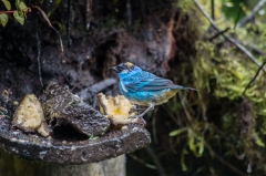 Golden-naped Tanager