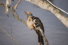 Hoatzin (Stinky Turkey)