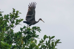 Limpkin
