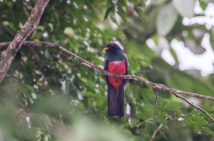 Black-tailed Trogon
