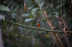 American Pygmy Kingfisher