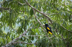Yellow-rumped Cacique