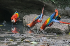 Scarlet Macaw
