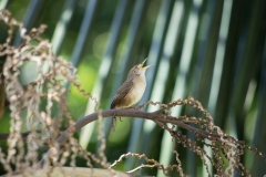 House Wren,