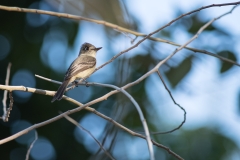 Cuban Peewee