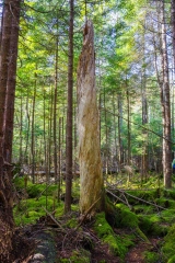 Abraham Lake Nature Reserve, Nova Scotia