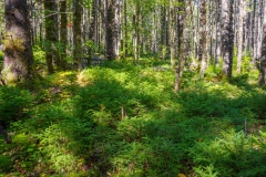 Abraham Lake Nature Reserve, Nova Scotia