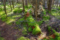 Abraham Lake Nature Reserve, Nova Scotia
