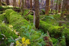 Abraham Lake Nature Reserve, Nova Scotia