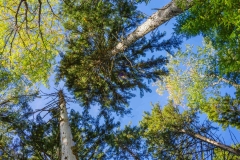 Abraham Lake Nature Reserve, Nova Scotia