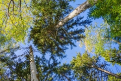 Abraham Lake Nature Reserve, Nova Scotia