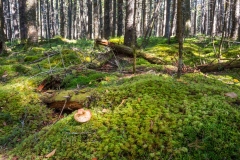 Abraham Lake Nature Reserve, Nova Scotia