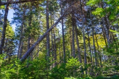Abraham Lake Nature Reserve, Nova Scotia