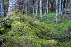 Abraham Lake Nature Reserve, Nova Scotia