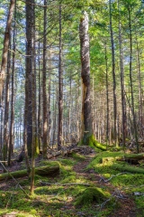 Abraham Lake Nature Reserve, Nova Scotia
