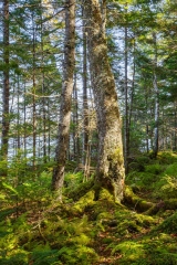 Abraham Lake Nature Reserve, Nova Scotia