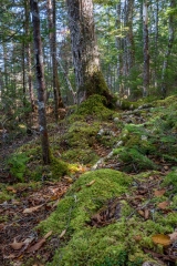 Abraham Lake Nature Reserve, Nova Scotia