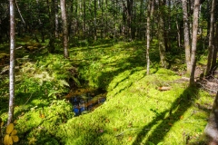 Abraham Lake Nature Reserve, Nova Scotia