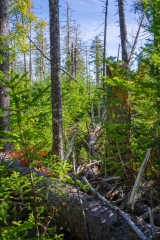 Abraham Lake Nature Reserve, Nova Scotia