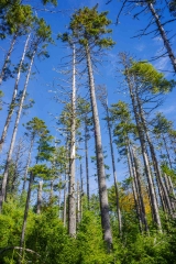 Abraham Lake Nature Reserve, Nova Scotia