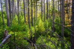 Abraham Lake Nature Reserve, Nova Scotia