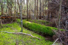 Abraham Lake Nature Reserve, Nova Scotia