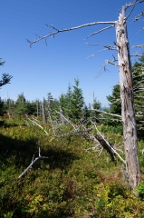 Gaff Point, Lunenberg, N. S.