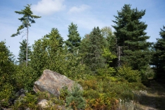 Pine Forest , New Elm , Nova Scotia