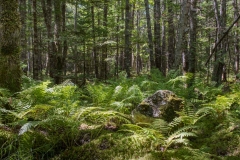 Molega Lake, Nova Scotia