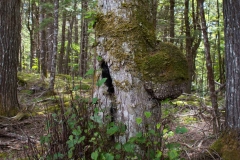 Knox Conservation, Molega Lake, Nova Scotia