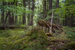 Knox Conservation, Molega Lake, Nova Scotia