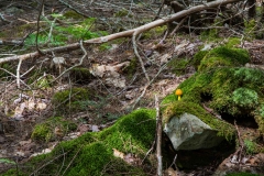 Knox Conservation, Molega Lake, Nova Scotia