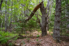 Pine Forest , New Elm , Nova Scotia