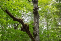 Pine Forest , New Elm , Nova Scotia