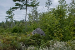 Pine Forest , New Elm , Nova Scotia