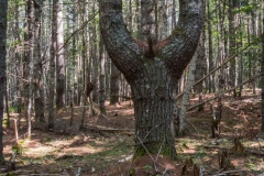 Pine Forest , New Elm , Nova Scotia