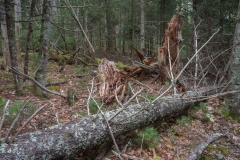 Pine Forest , New Elm , Nova Scotia