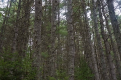 Pine Forest , New Elm , Nova Scotia