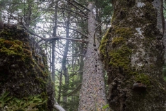 Pine Forest , New Elm , Nova Scotia