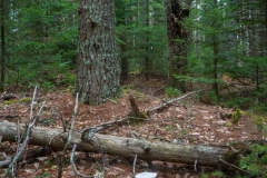 Pine Forest , New Elm , Nova Scotia
